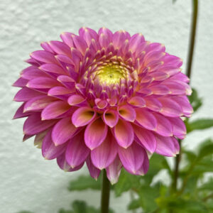 Skipley Spot of Gold